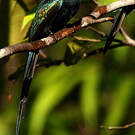 Jacamar à longue queue