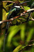 Jacamar à longue queue