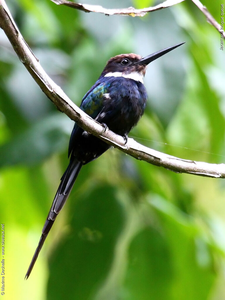 Jacamar à longue queue, identification