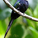 Jacamar à longue queue