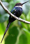 Jacamar à longue queue