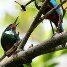 Jacamar vert