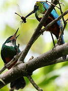 Green-tailed Jacamar