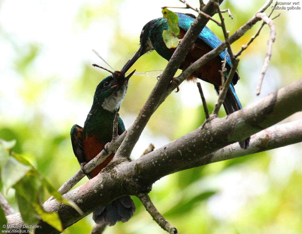 Green-tailed Jacamar male juvenile, identification, feeding habits, Behaviour