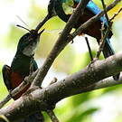Jacamar vert