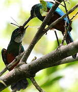 Green-tailed Jacamar