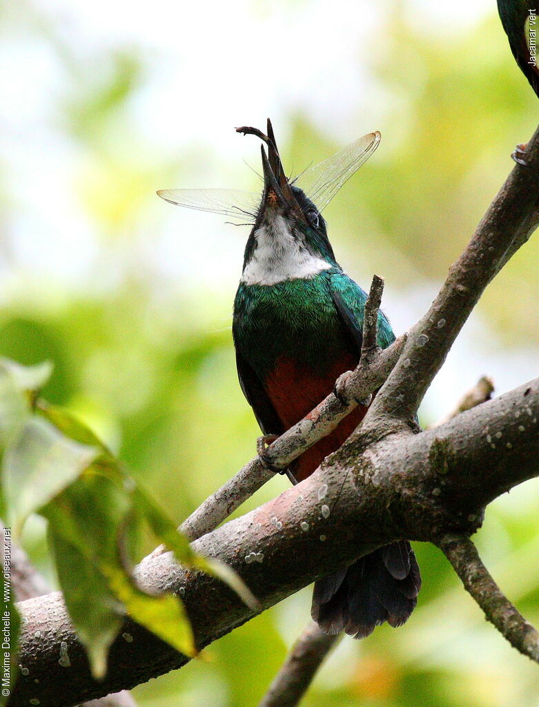 Green-tailed Jacamar male juvenile, identification, feeding habits