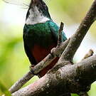 Jacamar vert