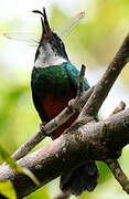 Green-tailed Jacamar