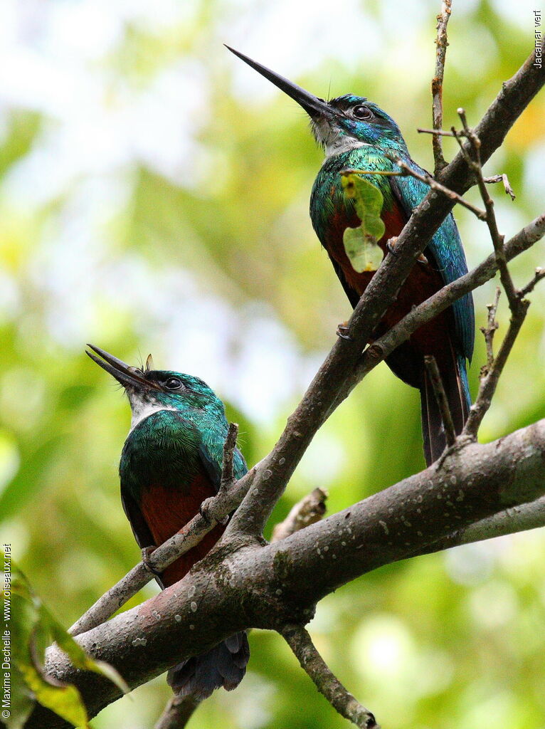 Green-tailed Jacamar male juvenile, identification, Behaviour