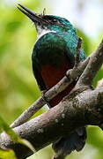 Green-tailed Jacamar