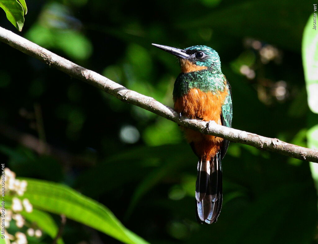 Green-tailed Jacamar female immature, identification