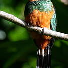 Jacamar vert