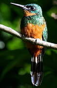 Green-tailed Jacamar