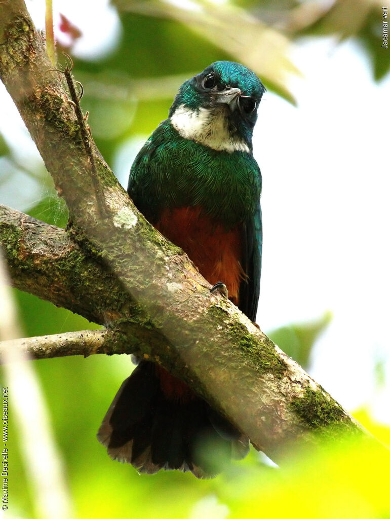 Jacamar vert mâle juvénile, identification