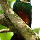 Jacamar vert