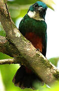 Green-tailed Jacamar