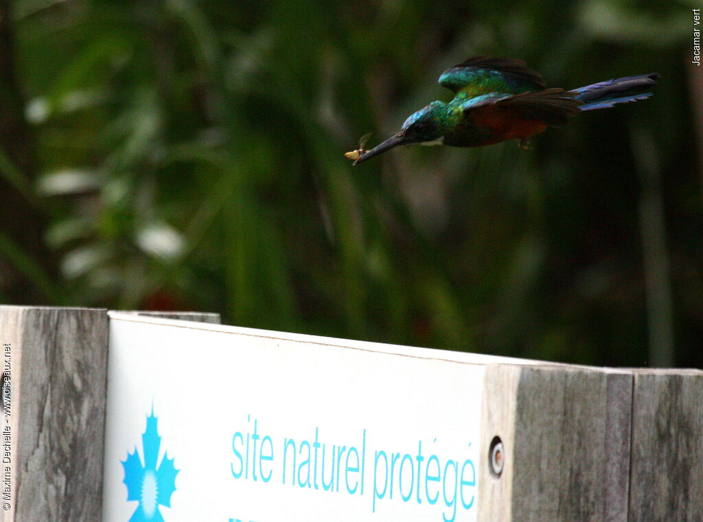 Green-tailed Jacamar male adult, Flight, feeding habits