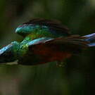 Jacamar vert