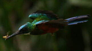 Green-tailed Jacamar