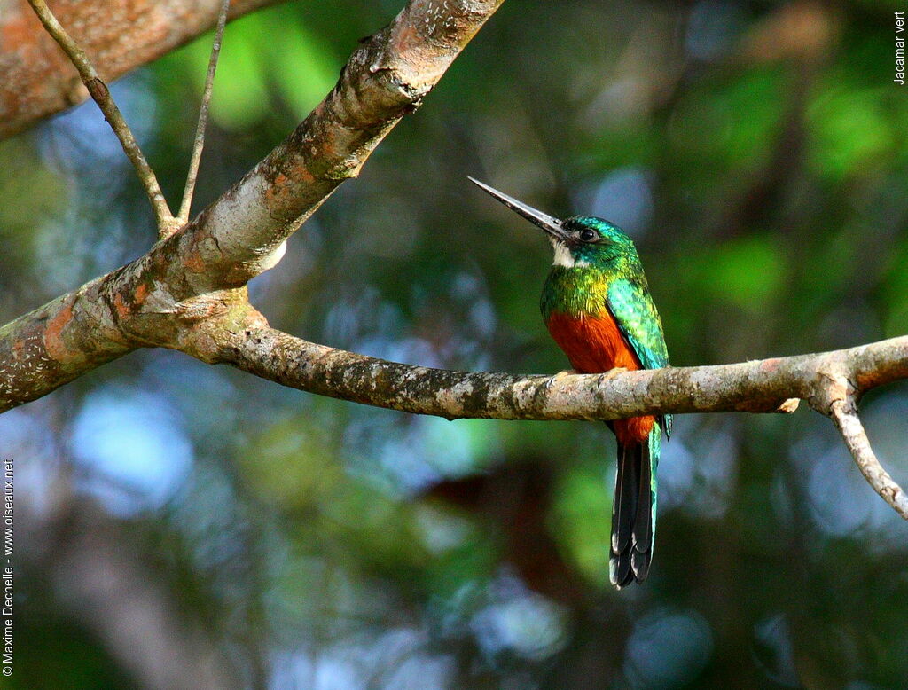 Green-tailed Jacamar male adult, identification