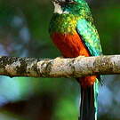 Jacamar vert