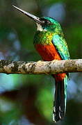 Green-tailed Jacamar