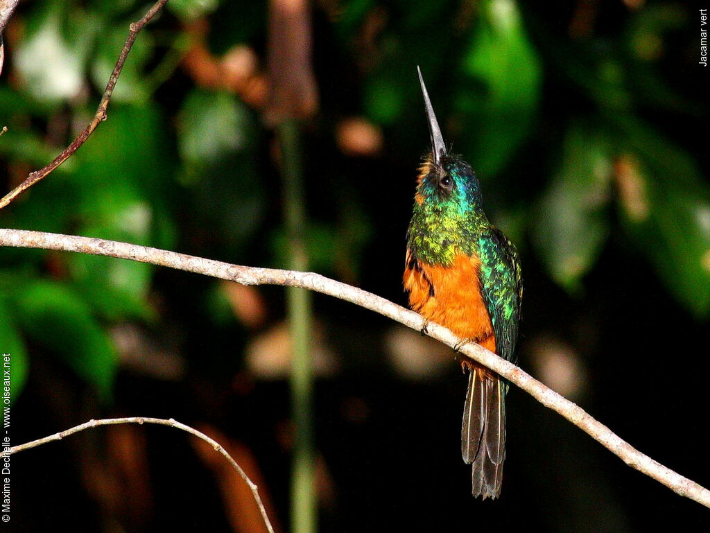 Jacamar vert femelle adulte, identification