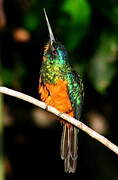 Jacamar vert