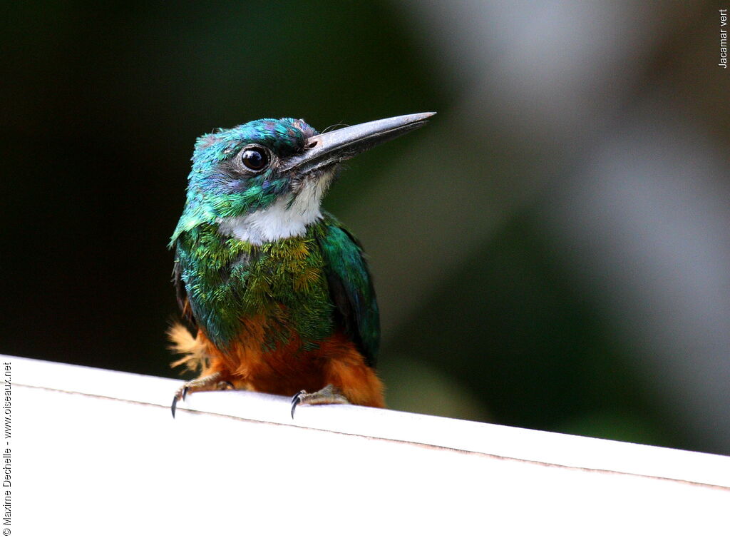 Jacamar vert mâle adulte, identification