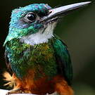 Jacamar vert