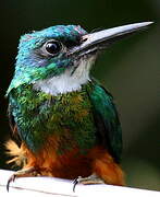 Jacamar vert