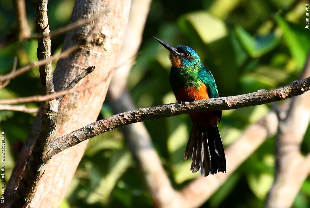 Green-tailed Jacamar female adult, identification