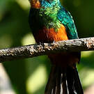 Jacamar vert