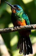 Green-tailed Jacamar