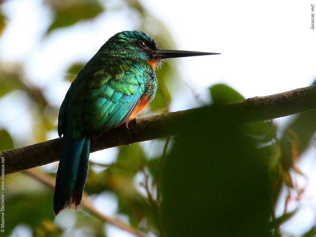 Jacamar vert femelle adulte, identification