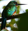 Jacamar vert