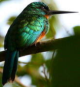 Green-tailed Jacamar