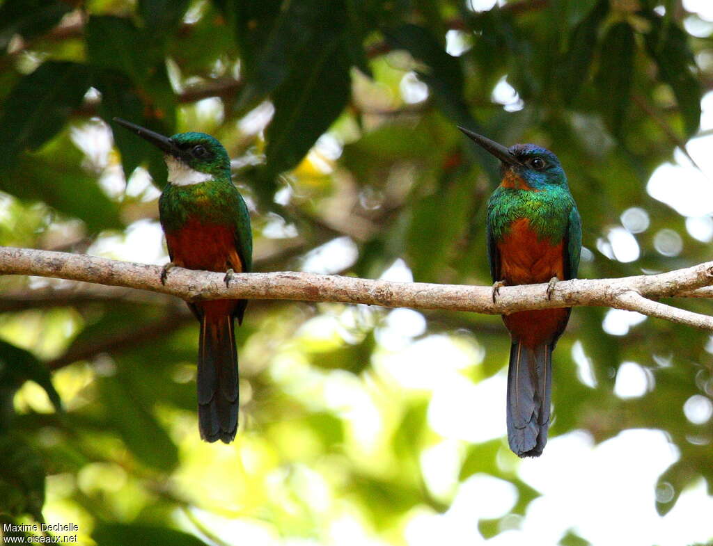 Jacamar vertadulte, composition