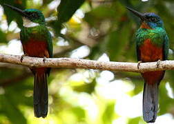 Green-tailed Jacamar