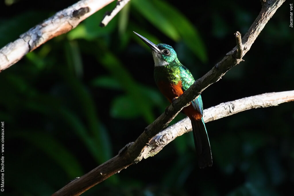 Jacamar vert mâle adulte, identification