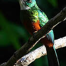 Jacamar vert