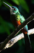 Green-tailed Jacamar