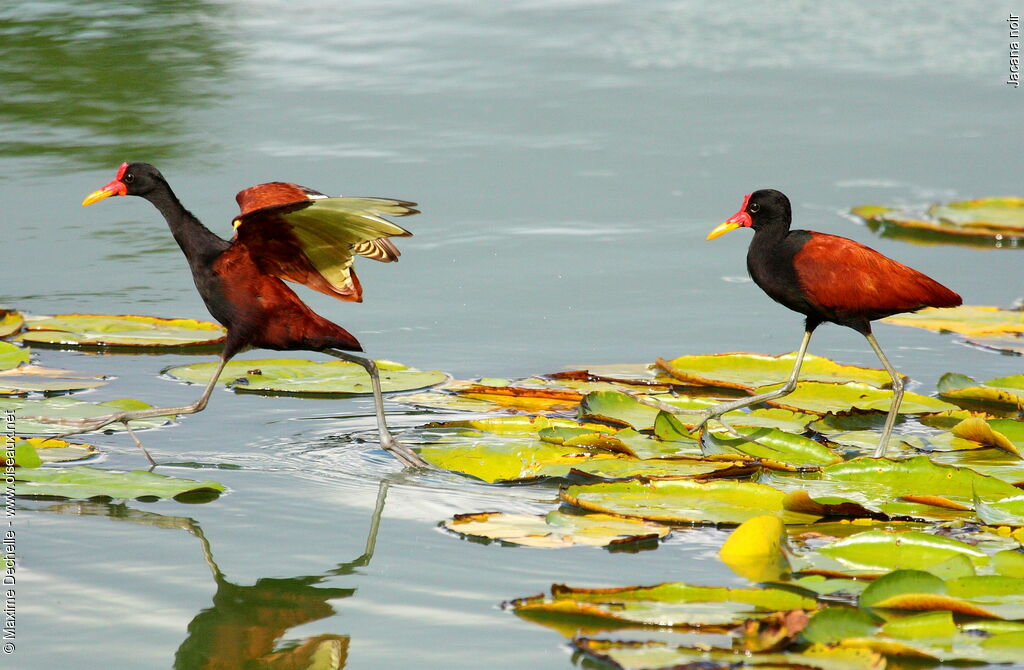 Wattled Jacanaadult, identification