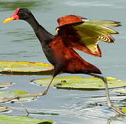 Wattled Jacana