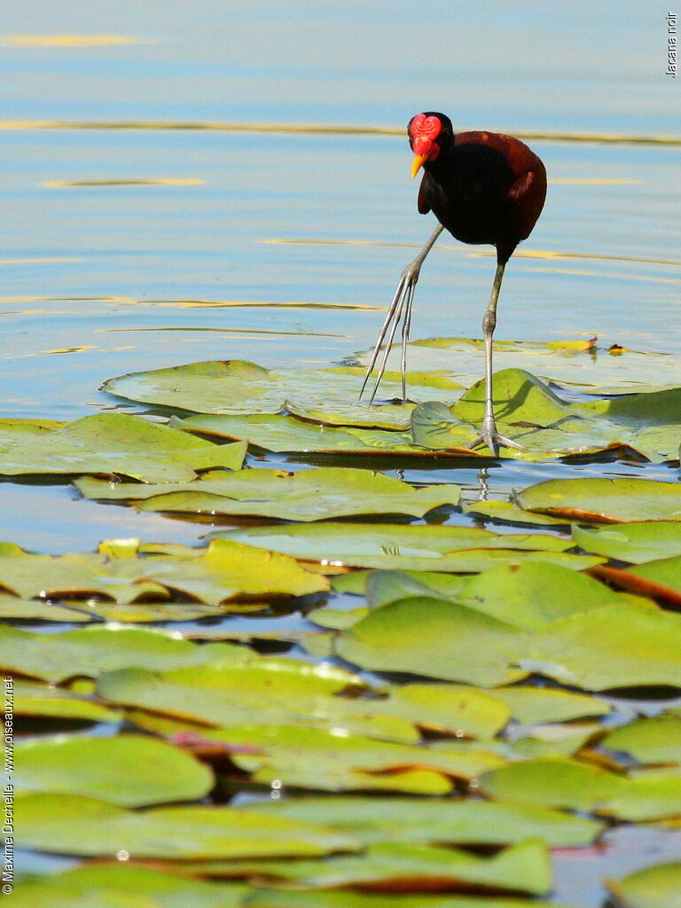 Jacana noiradulte, identification