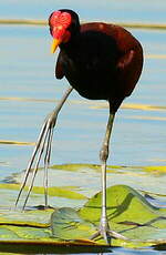 Jacana noir