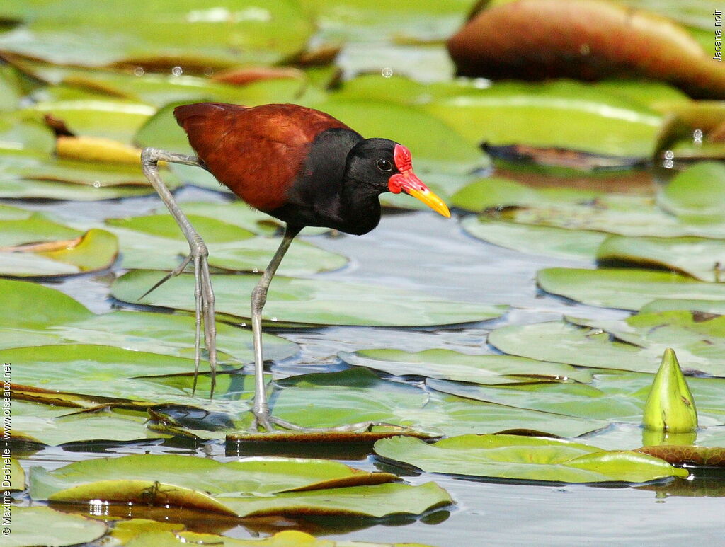 Wattled Jacanaadult, identification