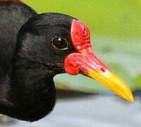 Wattled Jacana