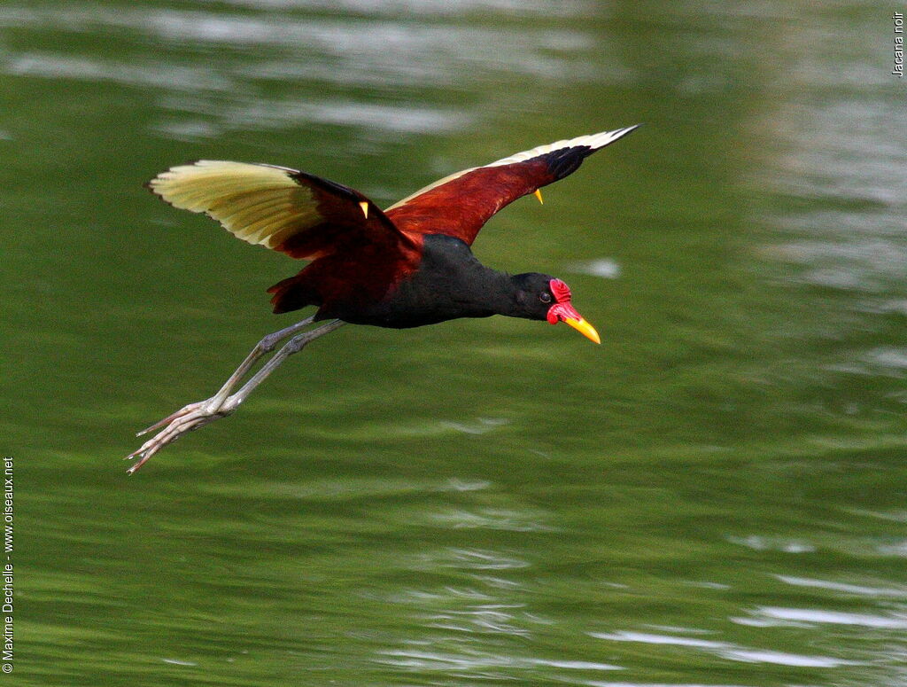 Wattled Jacanaadult, Flight